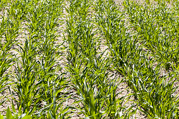 Image showing green fresh rye field