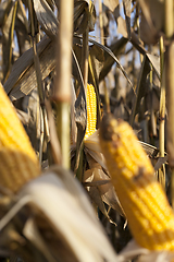 Image showing open corn cobs