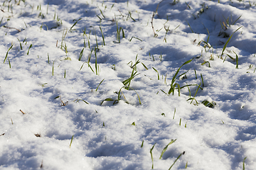 Image showing Green wheat under the snow