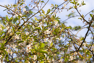 Image showing thin branches of cherry