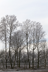 Image showing bare deciduous trees