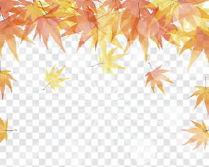 Image showing Maple leaves on transparency grid