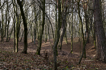 Image showing Maple forest in autumn