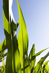Image showing green beautiful corn foliage