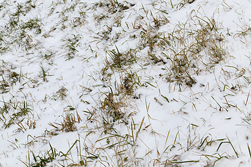 Image showing After snowfall