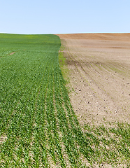 Image showing green sprouts of wheat