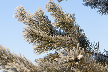 Image showing Pines in the frost