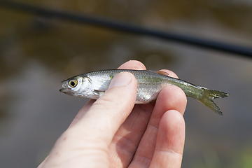 Image showing small fish