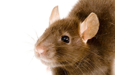 Image showing Brown Rat