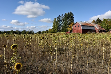 Image showing sunflower field, red barn and tractor