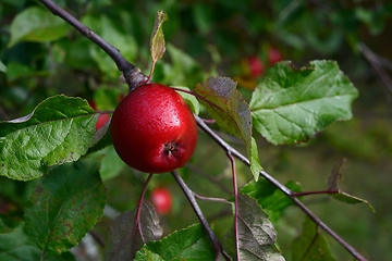 Image showing red ripe apple on a branch 