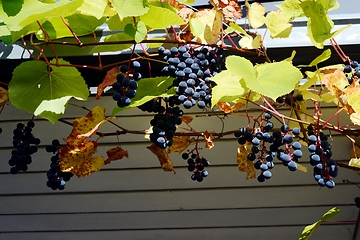 Image showing bunches of wild grapes