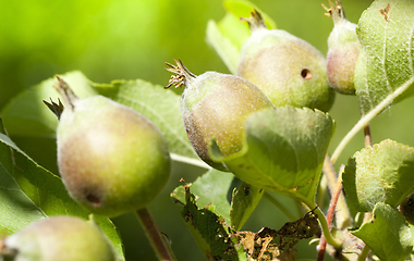 Image showing young sour apples