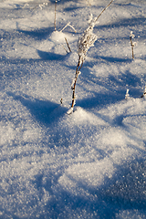 Image showing frost dried plant, close-up