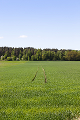 Image showing wheat yields