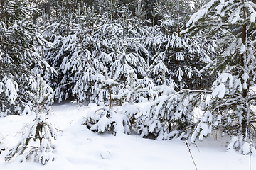 Image showing Snow drifts in winter