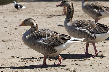 Image showing going together geese