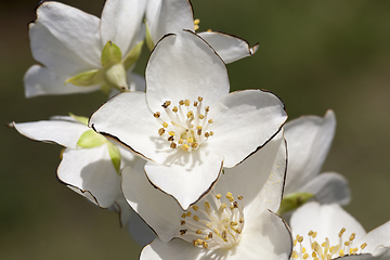 Image showing beautiful and fragrant jasmine flowers