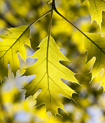 Image showing oak leaves