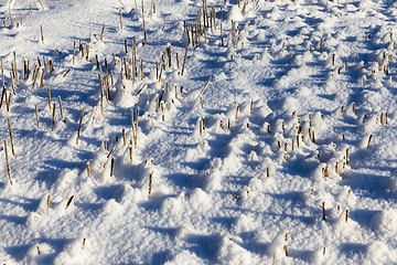 Image showing Snow covered field