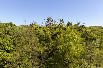 Image showing mixed forest