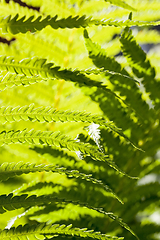 Image showing young fern plant