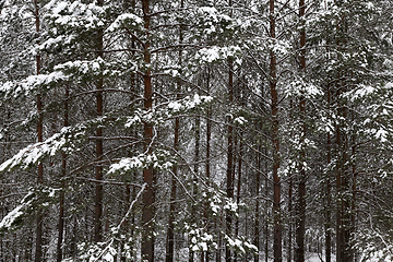Image showing Trees in the forest in winter