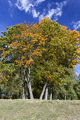 Image showing Yellow maple foliage