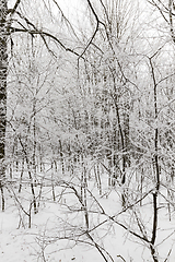 Image showing Snow drifts in winter