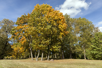 Image showing Yellow maple foliage