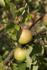 Image showing green apples hanging on apple