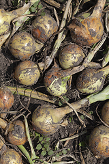 Image showing harvest onion to dry