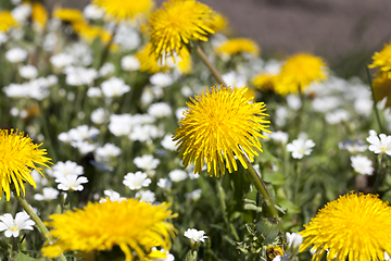 Image showing yellow dandelions