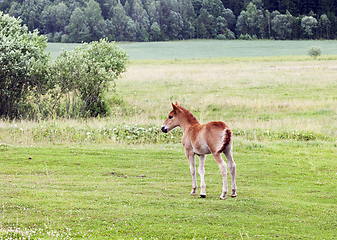 Image showing one small foal