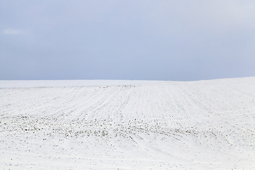 Image showing Winter season.