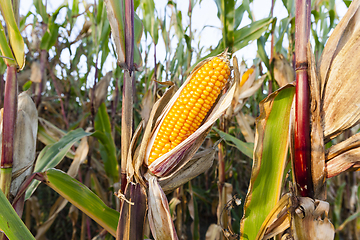 Image showing yellowed ripe corn