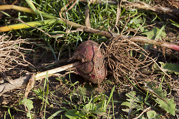 Image showing ripe dug garlic