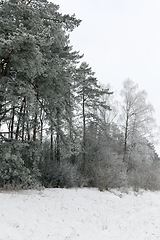 Image showing winter forest