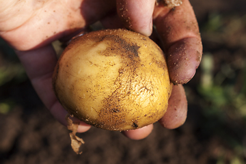 Image showing one sweet starched potato
