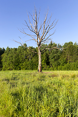 Image showing dried lonely growing tree