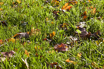 Image showing orange and yellow foliage