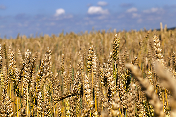 Image showing wheat spikelets