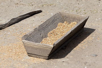 Image showing old wooden trough with grain