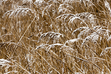 Image showing Winter season