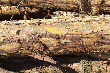 Image showing bark of young pines