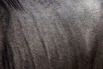 Image showing wool wildebeest closeup