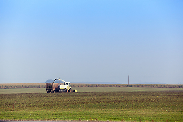 Image showing Harvesting the corn field