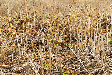 Image showing yellow grass in autumn