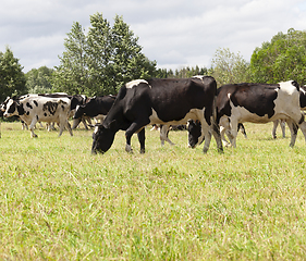 Image showing pastures of a cow