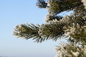 Image showing reen needles of large pine